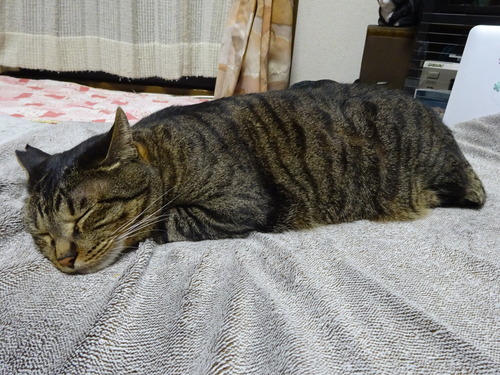 夜
