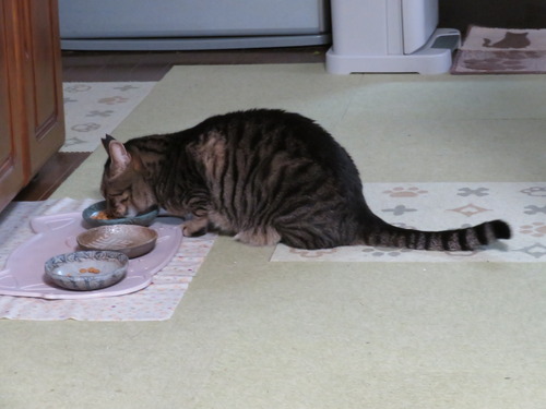 朝ご飯の残り