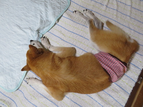 良い寝