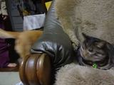 ¥¦¥í¥¦¥í