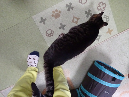 ラジオ体操を始めると