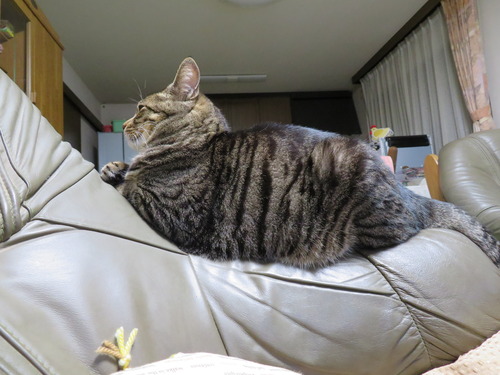 フィットしてる
