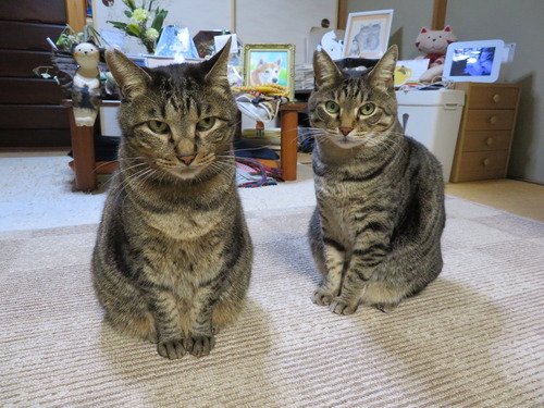おすまし顔