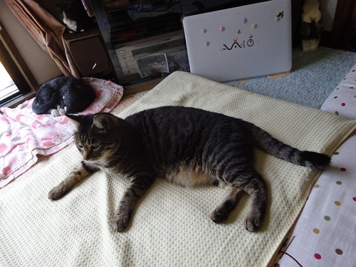 お昼には