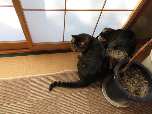 たくみが