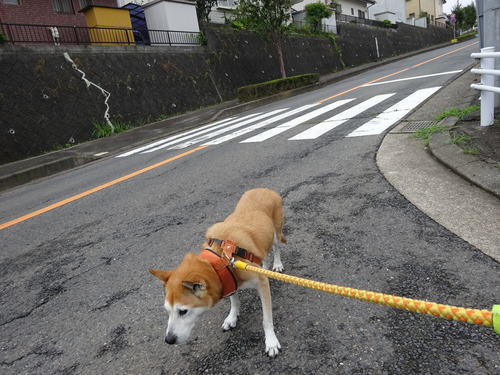 幹線道路