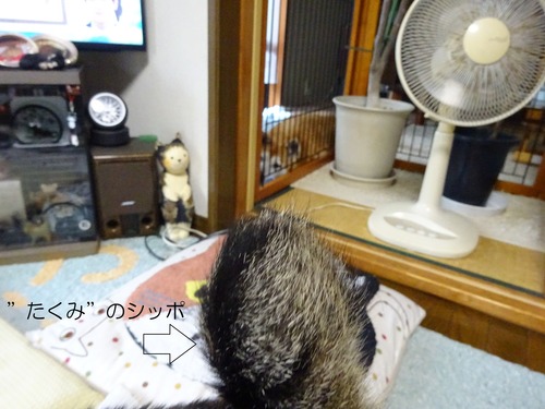 諦めた