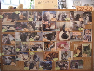 2012年1月猫の日