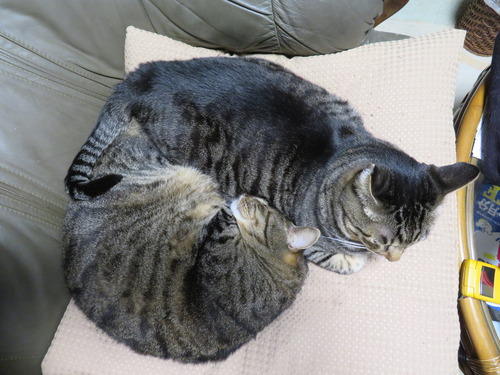 ニャか良し寝