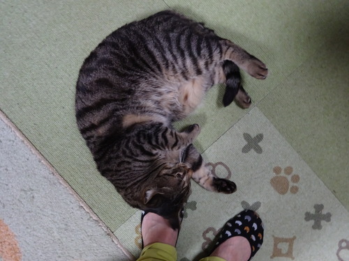 体操のお付き合い
