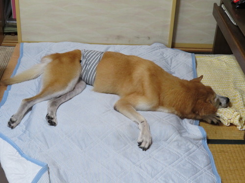 グー