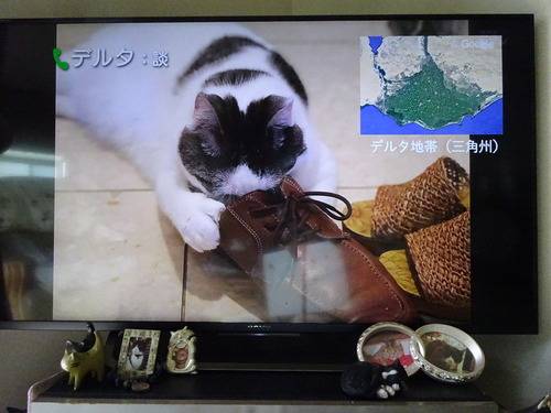 「そうおでこがデルタ地帯に似てるってんで」