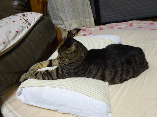 僕の枕