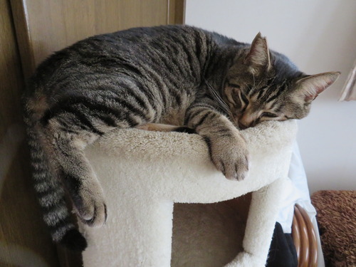 2階のキャットタワー