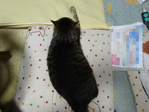 足元にチンマリ