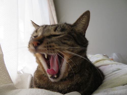 ふぁ〜