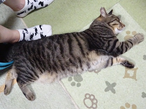 途中から