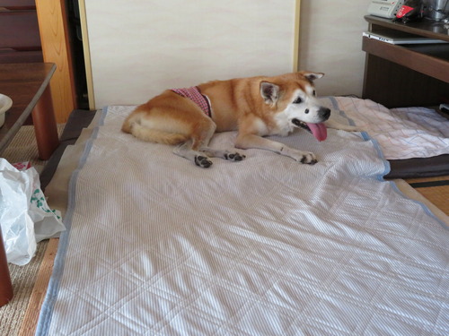 りょうも