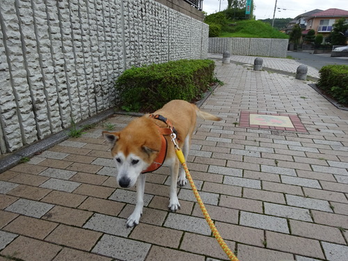 歩いてます