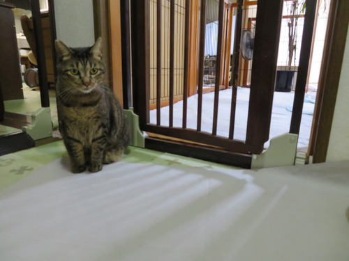 玄関に