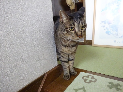 たくみ