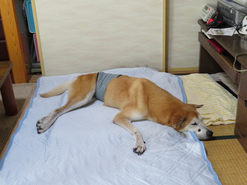 息の荒かった