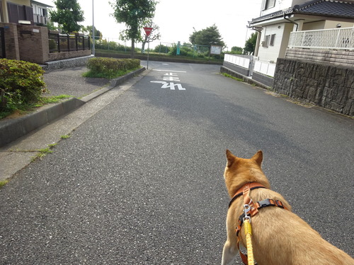 自から歩いて