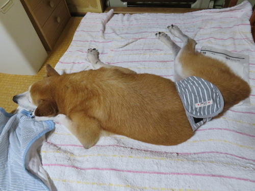 落ち着いています