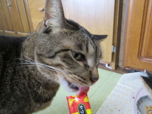 ウマウマ