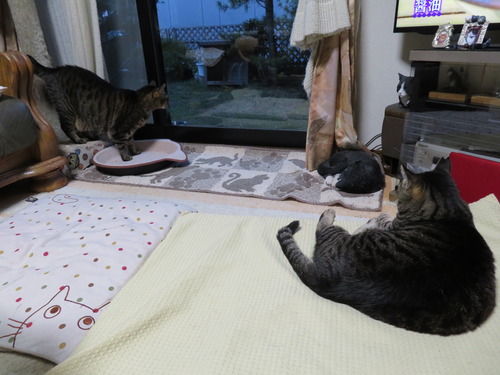 夕ご飯