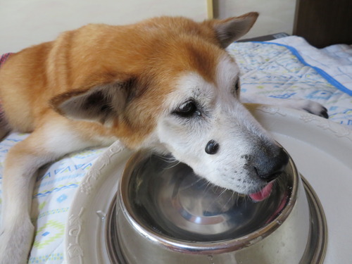 お水もよく飲みます