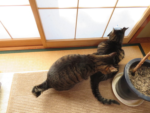 障子の穴