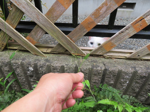 白猫ちゃん