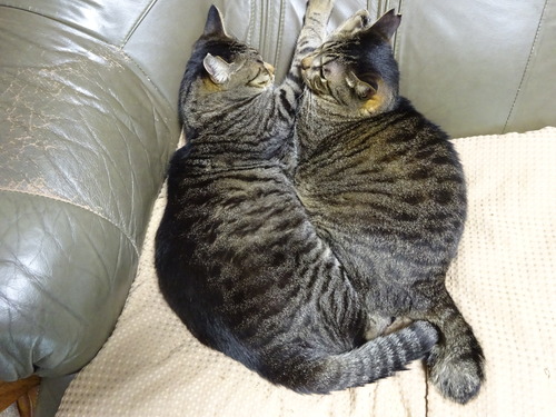 ニャか良し寝