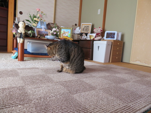 和室で毛繕い
