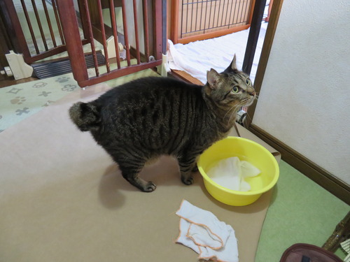 玄関の外の
