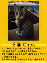 6番CoCo