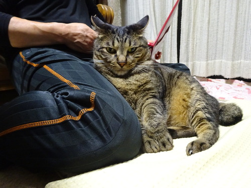 寄りかかちゃったよ