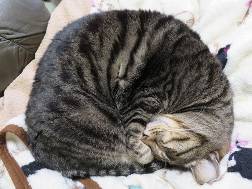 お母ちゃんの横