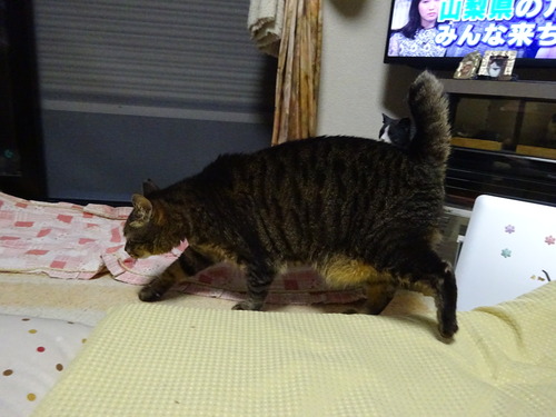 たくみはウロウロ