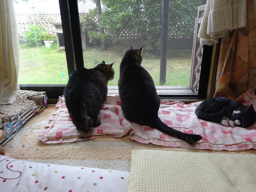 見えなくなっちゃった