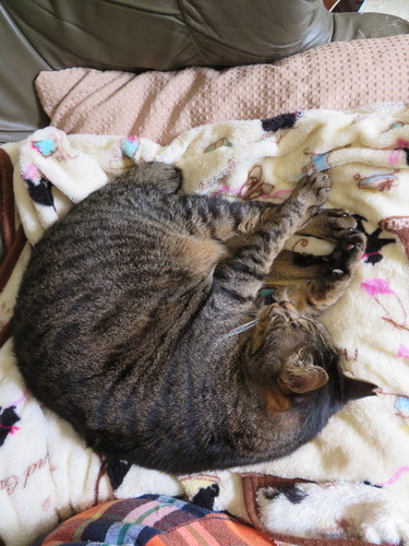 お母ちゃんの横へ