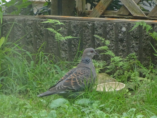 キジバト