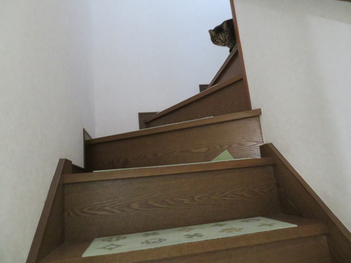 廊下に居たたくみ