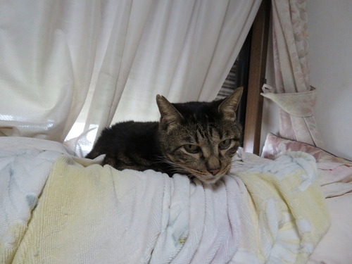 たくみは2階