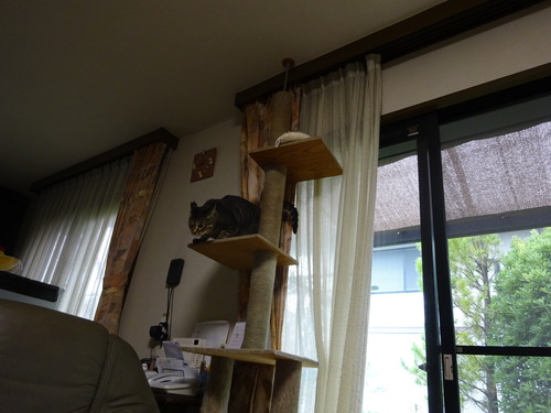 テンションアップ