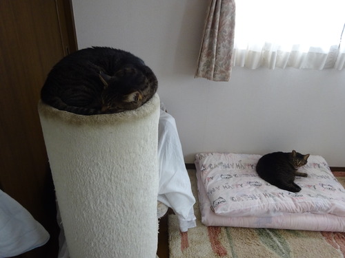 昨日と同じ構図