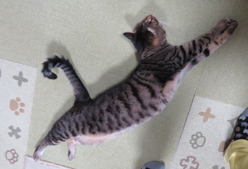 伸び〜んして