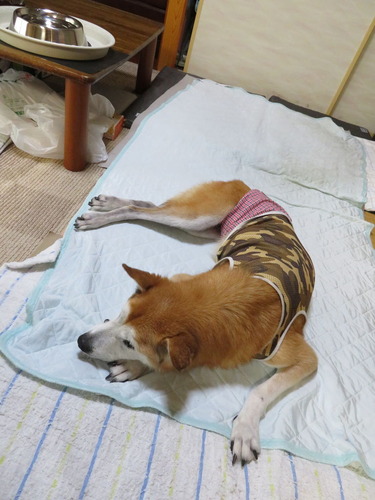 寝ちゃった