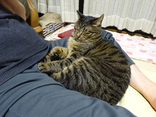 ウトウトしてたら